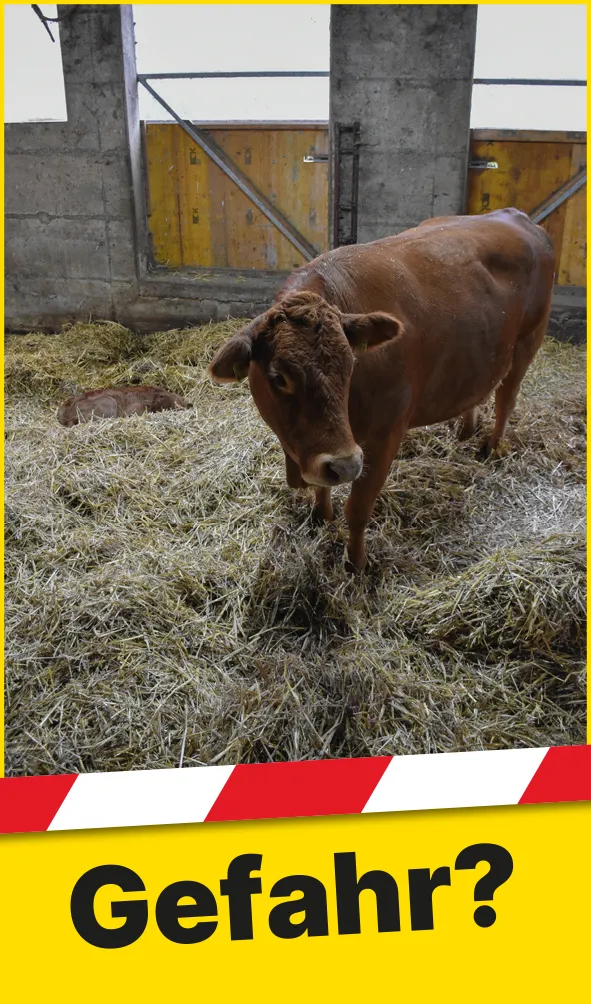 Tiere_Mutterkuh_DE1