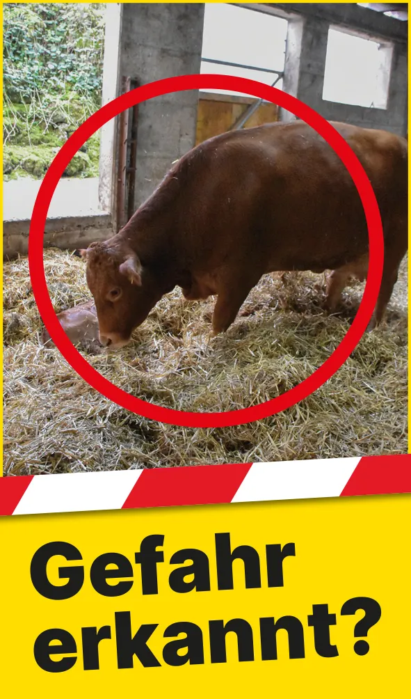 Tiere_Mutterkuh_DE2